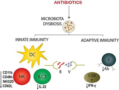 The Dark Side of Antibiotics: Adverse Effects on the Infant Immune Defense Against Infection